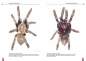 Preview: Die Blaue Thai-Vogelspinne